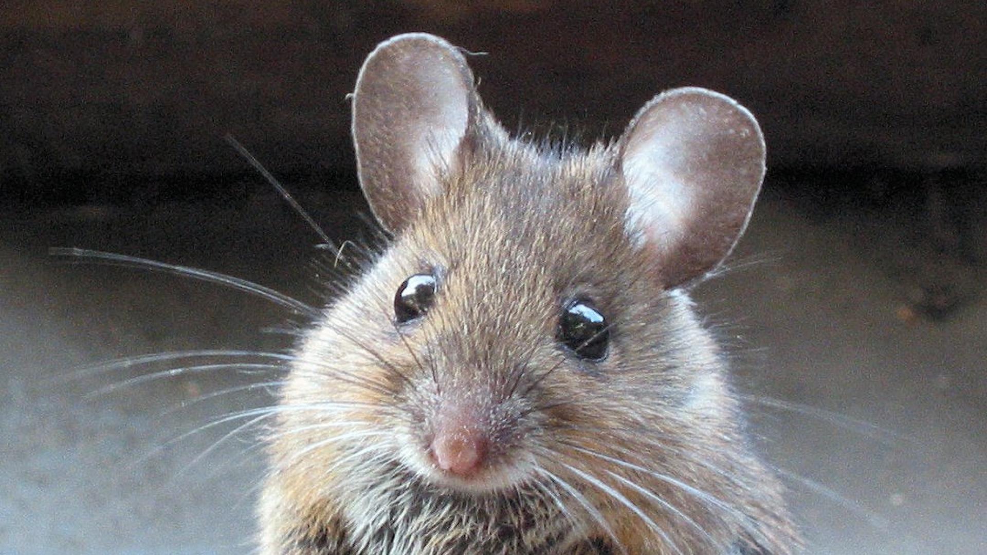 Машь как правильно. Восточноазиатская мышь Apodemus peninsulae Thomas, 1907. Мышь. Мышка Живая. Мышка домовая.