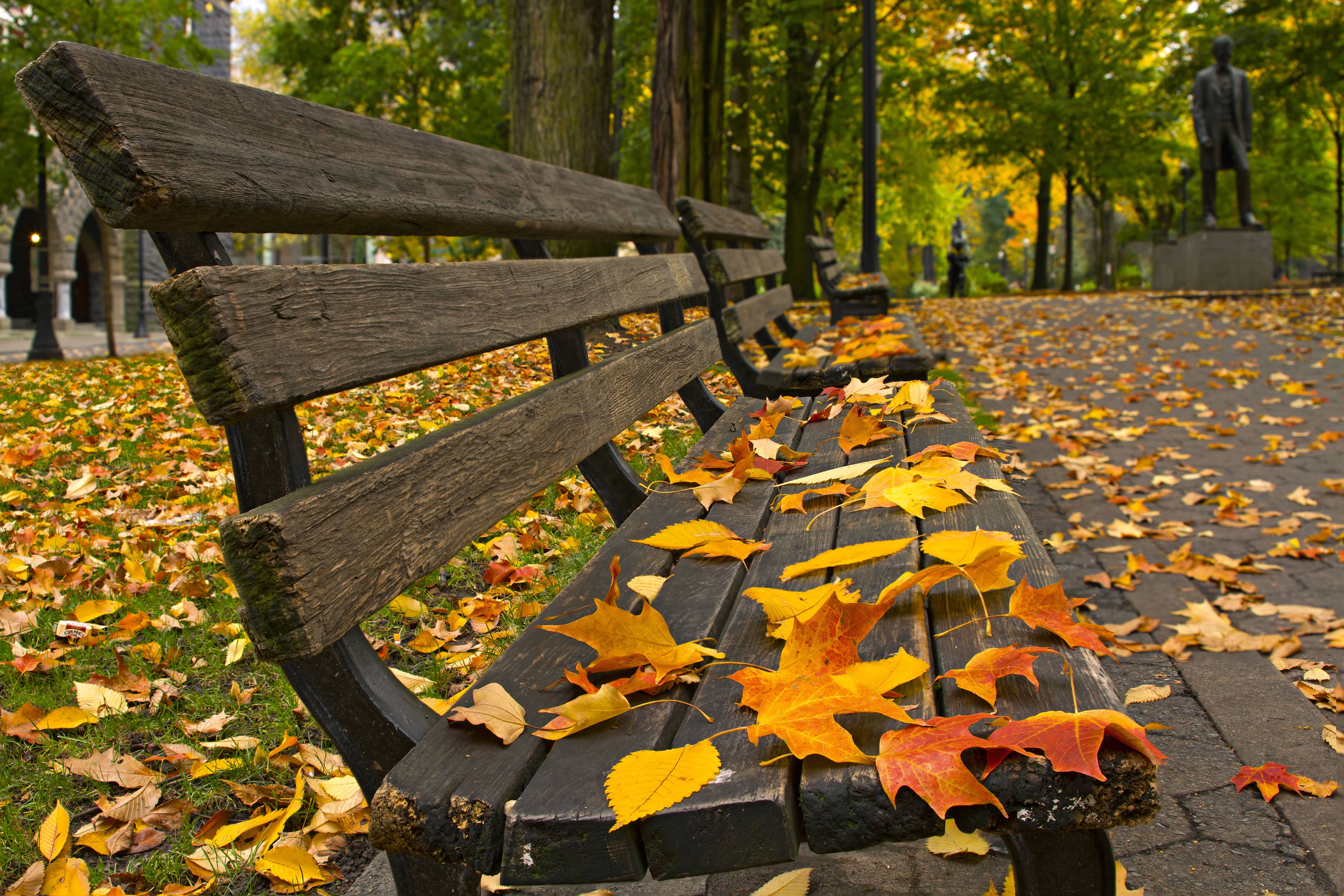 В парк пришла осень. Осенний парк. Осень парки. Осенний листопад. Осенье в парке.