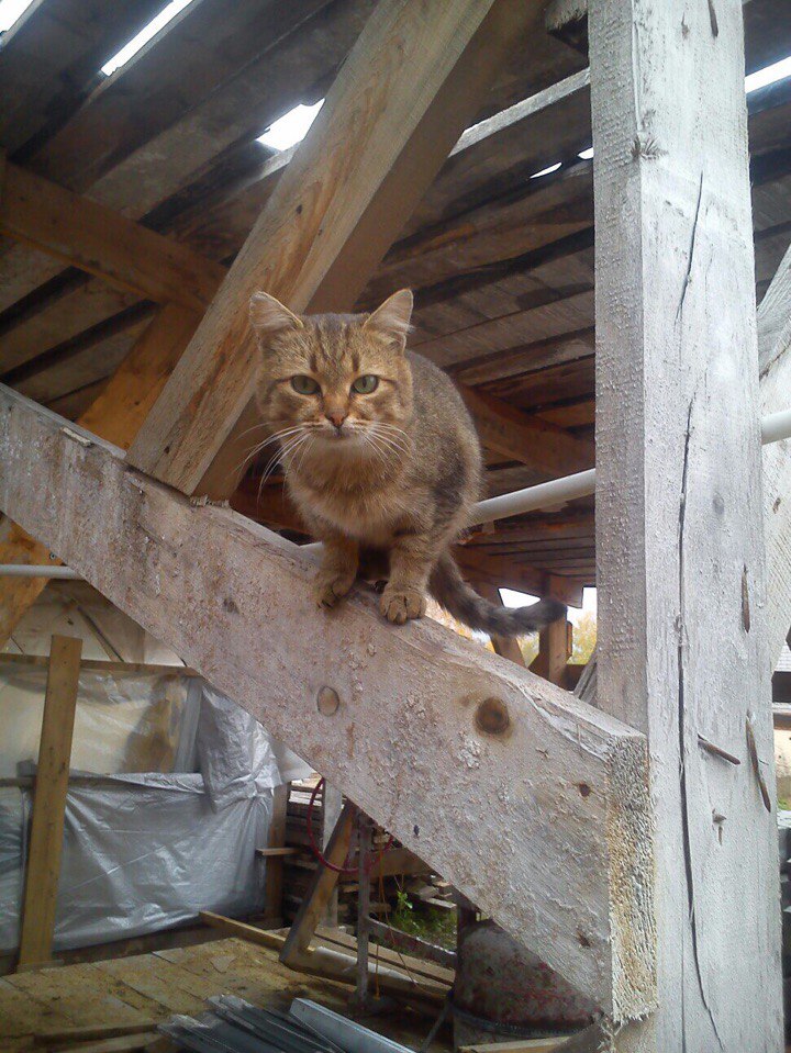 Приблудного кота, который таскает у дольщиков колбасу, назвали Кунаем. В отличие от Кунаева, кот — всеобщий любимец. Фото: vk.com (Родниковый край)