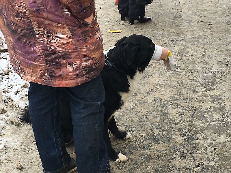 Случайно встреченная собака с перчаткой на морде оказалась предтечей «масочного режима». Фото: © тг-канал «Это Щукин»